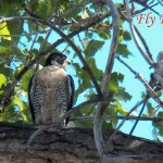 Fly Free Genesee Carol 1-7-17