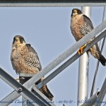 Genesee and Female on CGT by Richard Horsey A 1-1-17