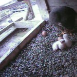 3 Hatches Feeding 5-2-17 Camera2_20170502-062000