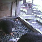 3 Hatches Feeding 5-2-17 Camera3_20170502-061600
