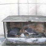 3 Hatches Feeding 5-2-17 MainCamera_20170502-061300