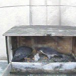 3 Hatches Feeding 5-2-17 MainCamera_20170502-061700