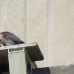 13-fledge-watch-all-five-6-16-18