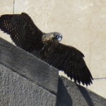 2-fledge-watch-mike-6-11-18