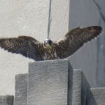 7-fledge-watch-mike-6-10-18