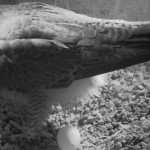 MainCamera_20190330-203400 1st Egg 2019