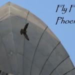 Fly Free Phoenix